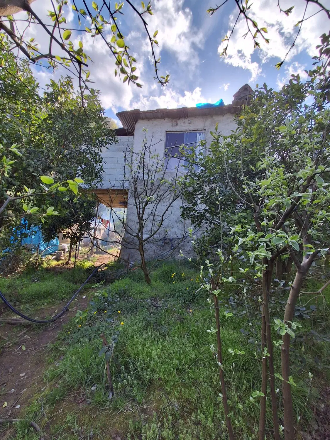 سوییت کوهپایه