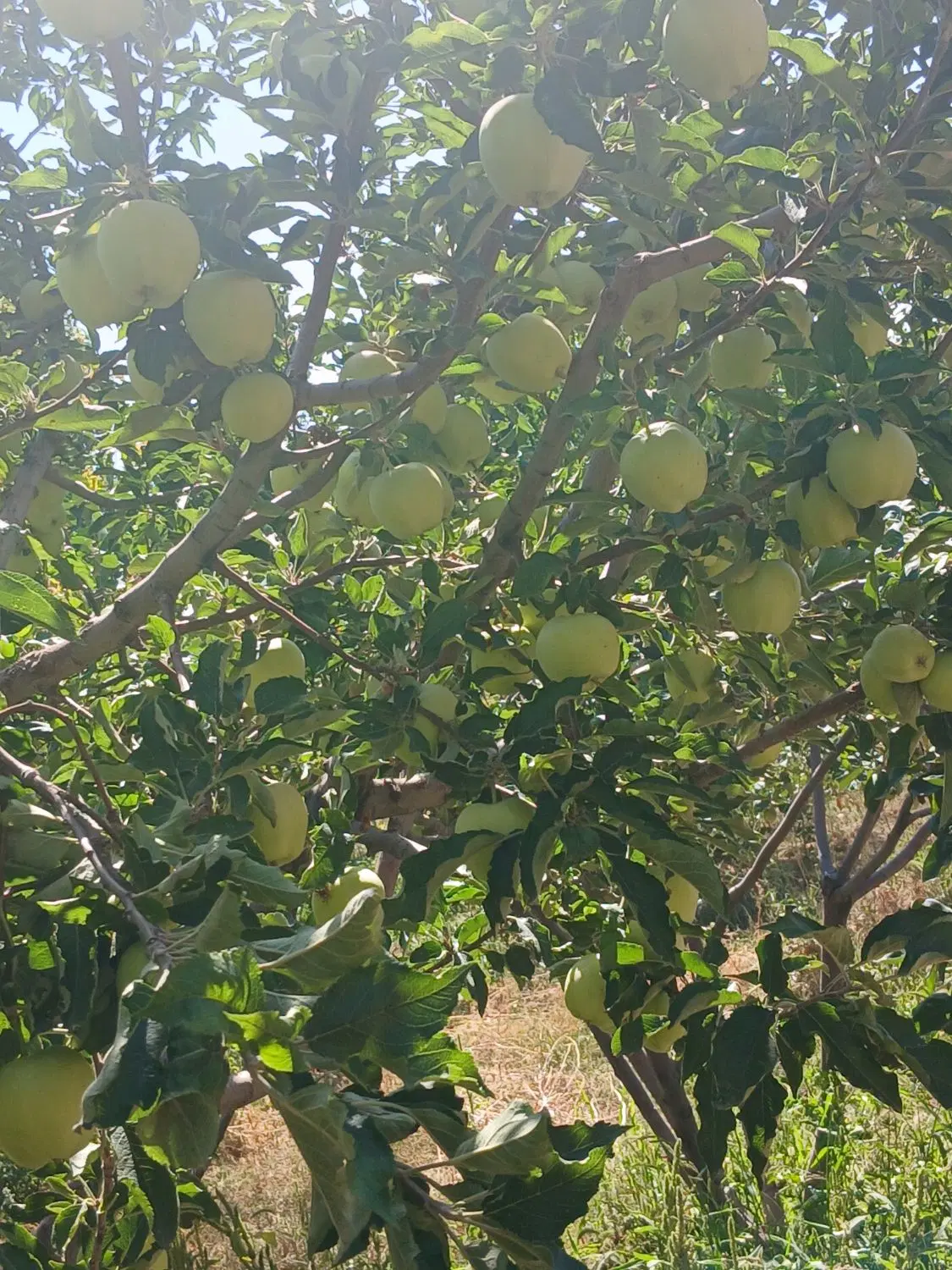 فروش باغ در شربیان