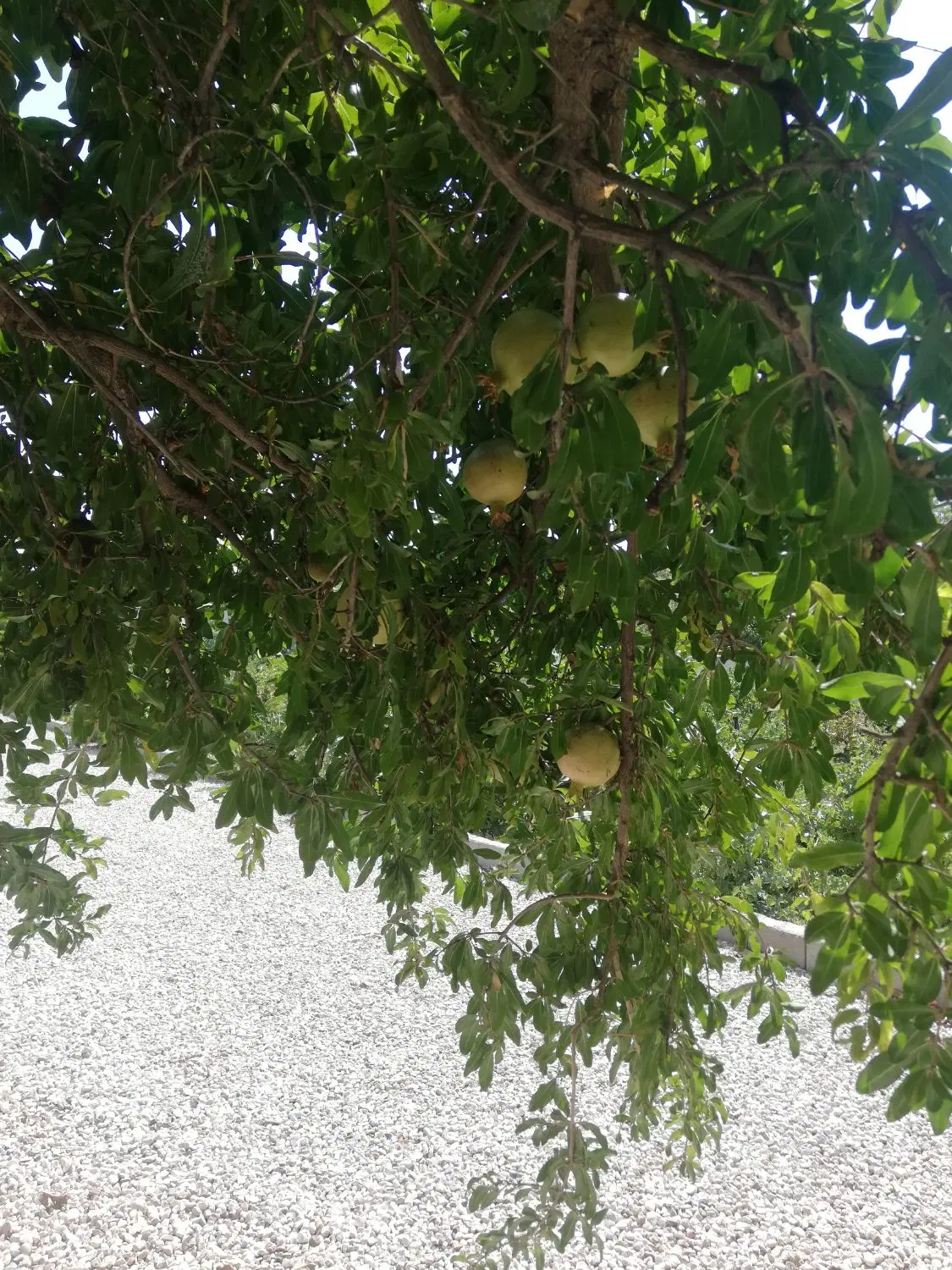 1700متر گود گویم