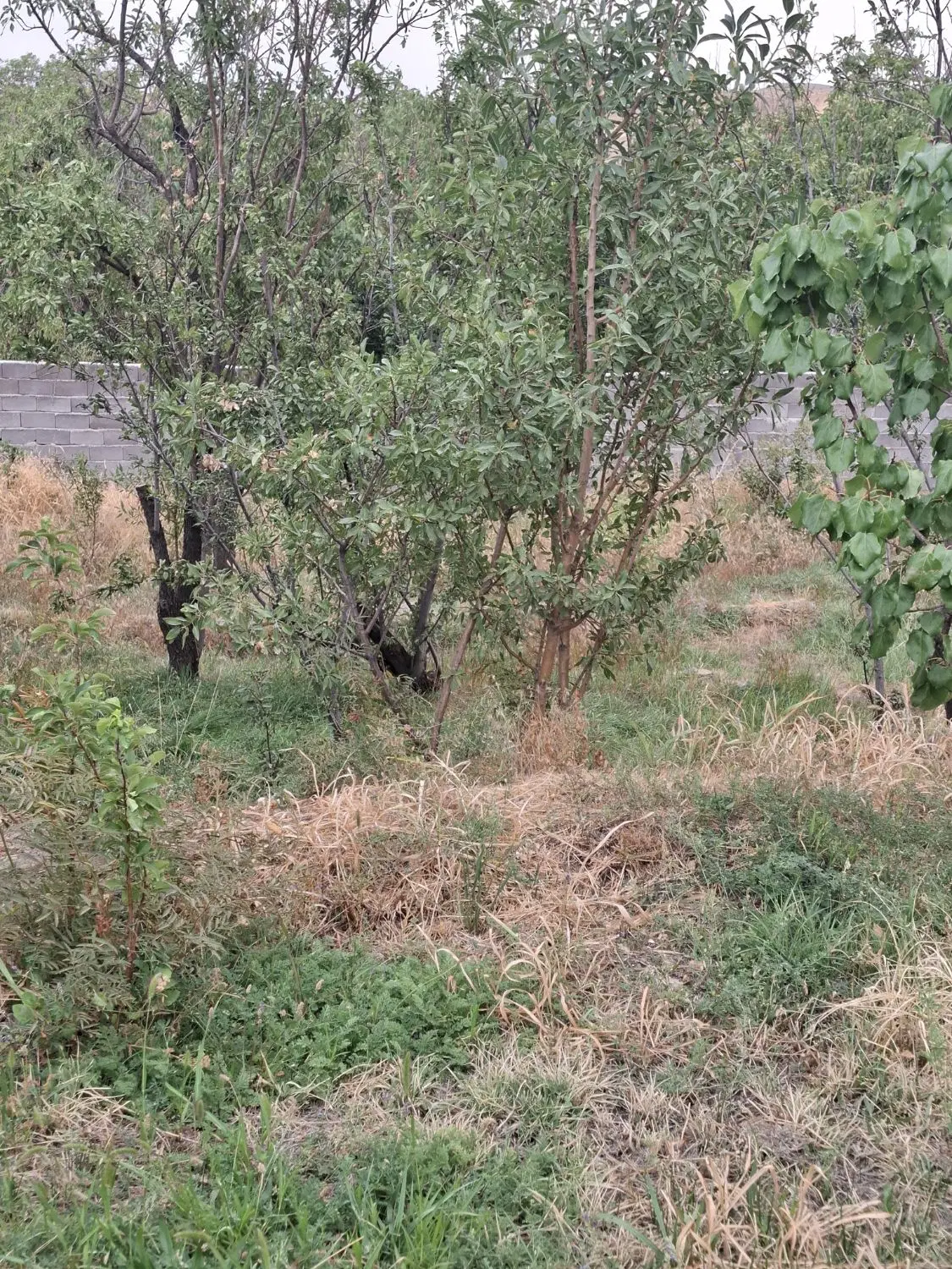 فروش باغ در روستای آبشینه