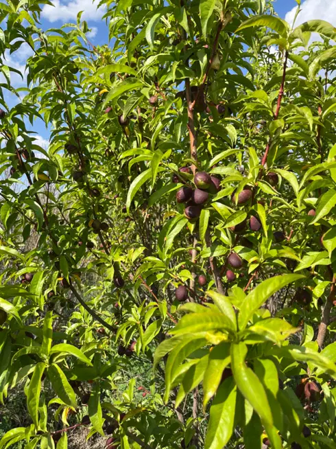 باغچه الوان بار ده ۸ساله