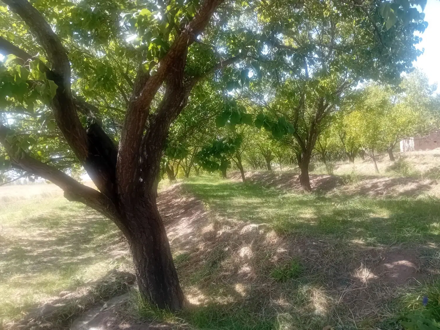 زمین در اسپیران