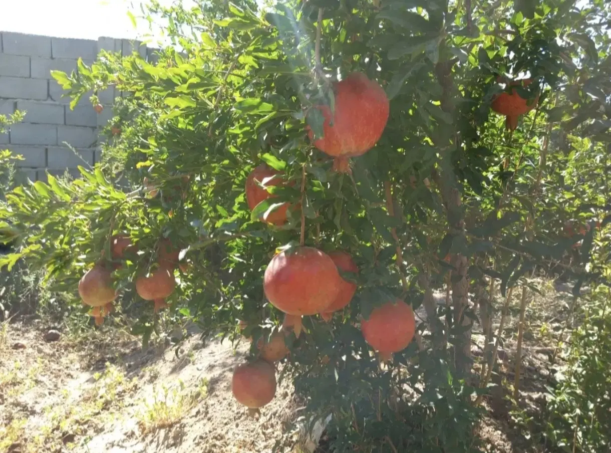 باغ میوه عالی
