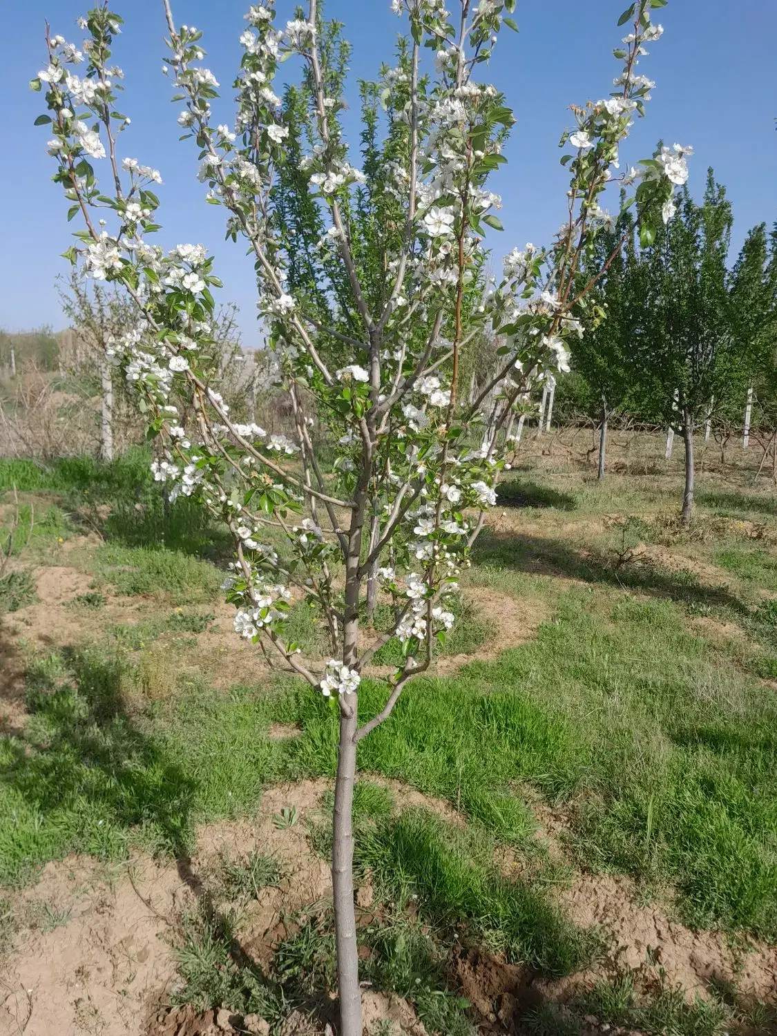 باغ میوه ۳۰۰۰ متری