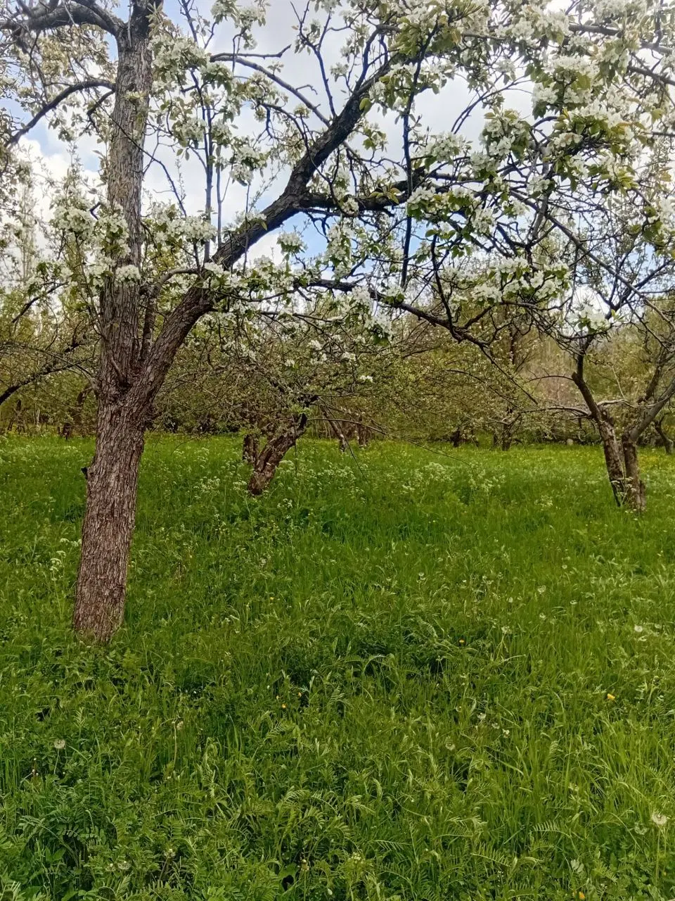 باغ در روستای خمس