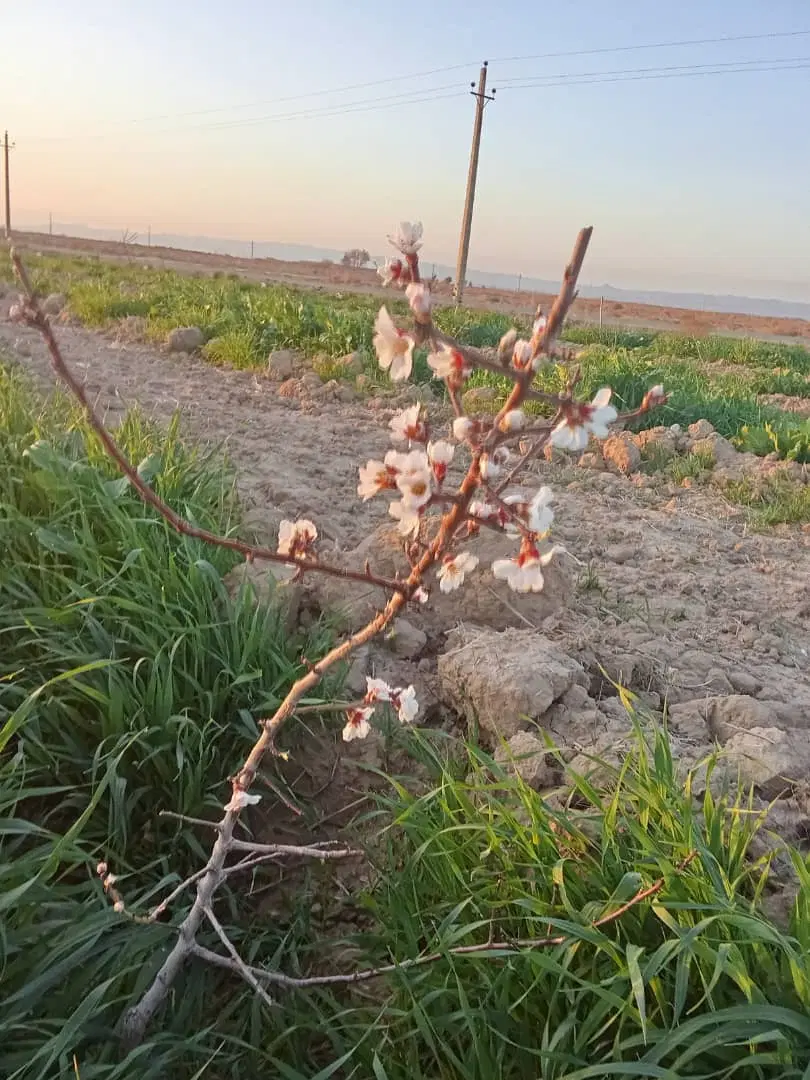 فروش زمین کشاورزی و باغچه ای