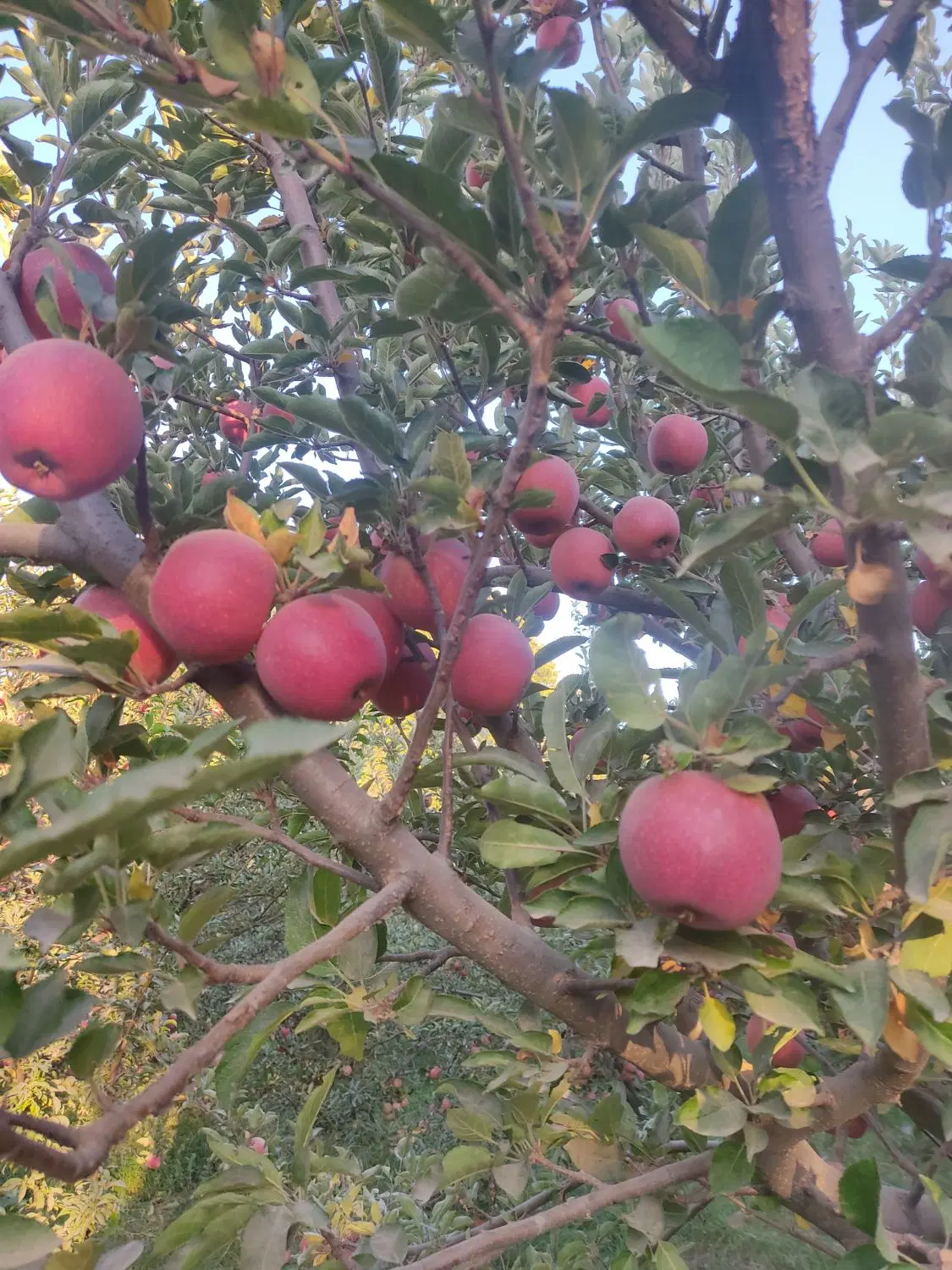 باغ کوهانی جوان