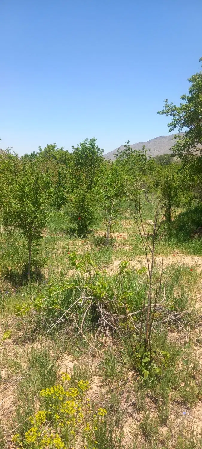 فروش باغ استانه