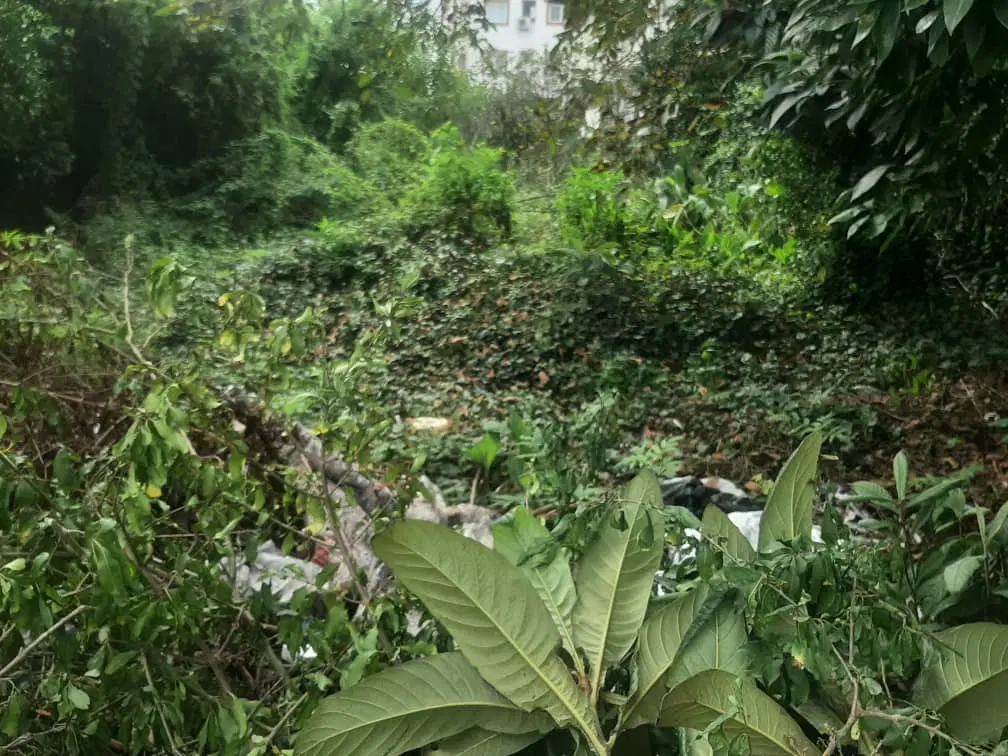 زمین کشاورزی