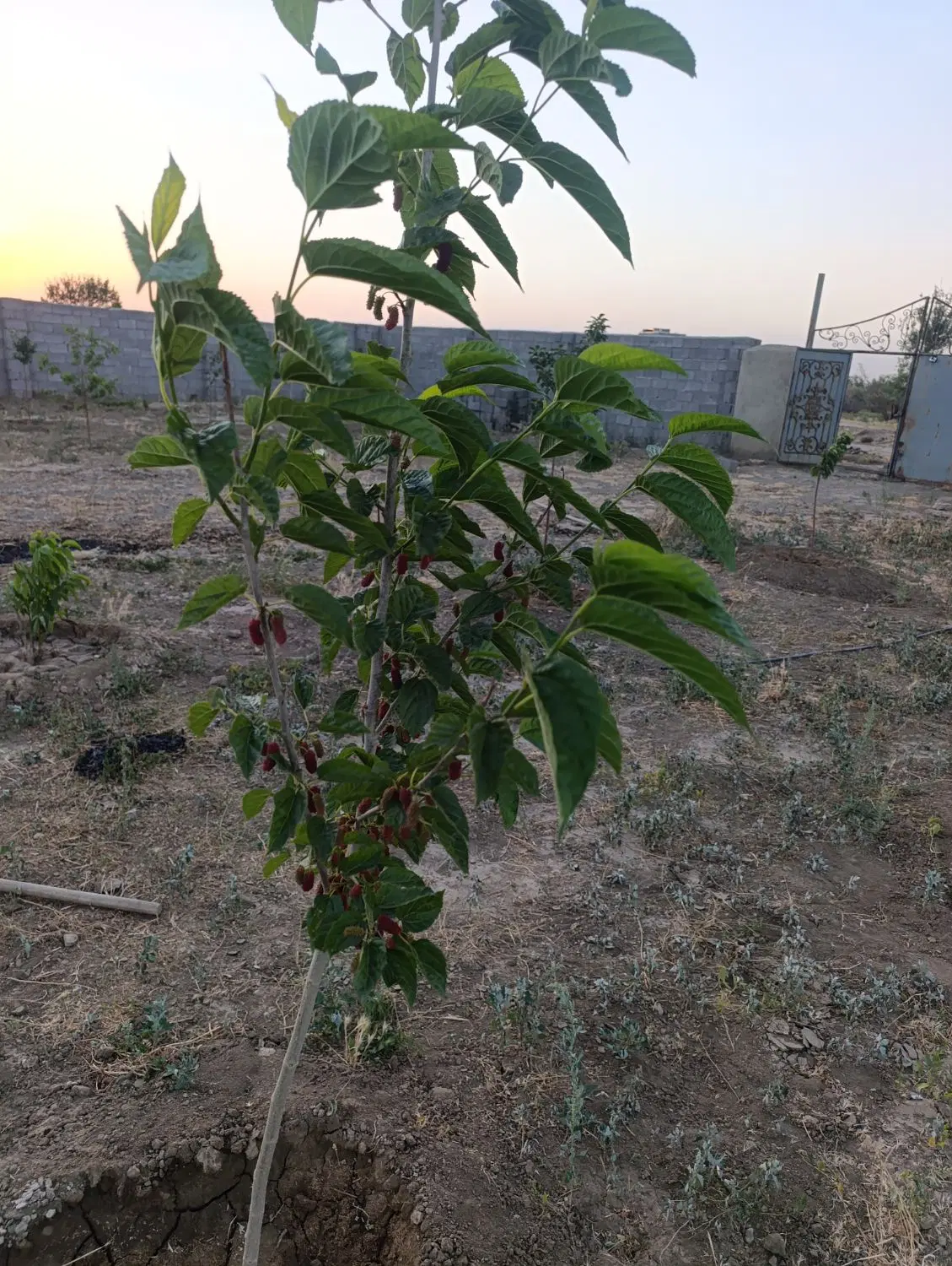 باغ ویلا شورین پهن اباد امیر اباد