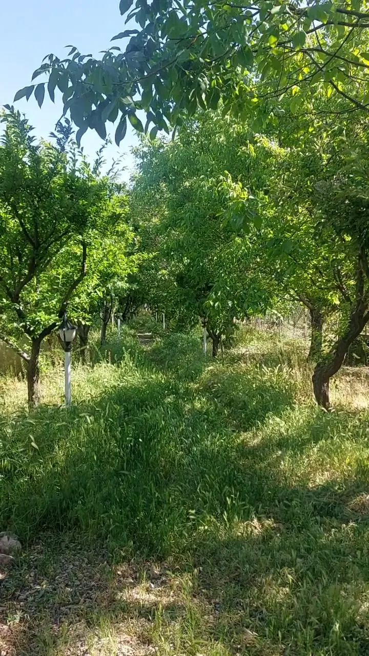 ۴۰۸متر باغچه زیباو پر درخت