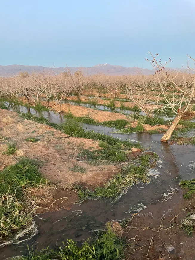 فروش زمین پسته ای با نیم حب اب پر فشار