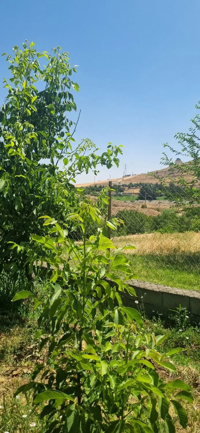 باغ در سراب سنقر