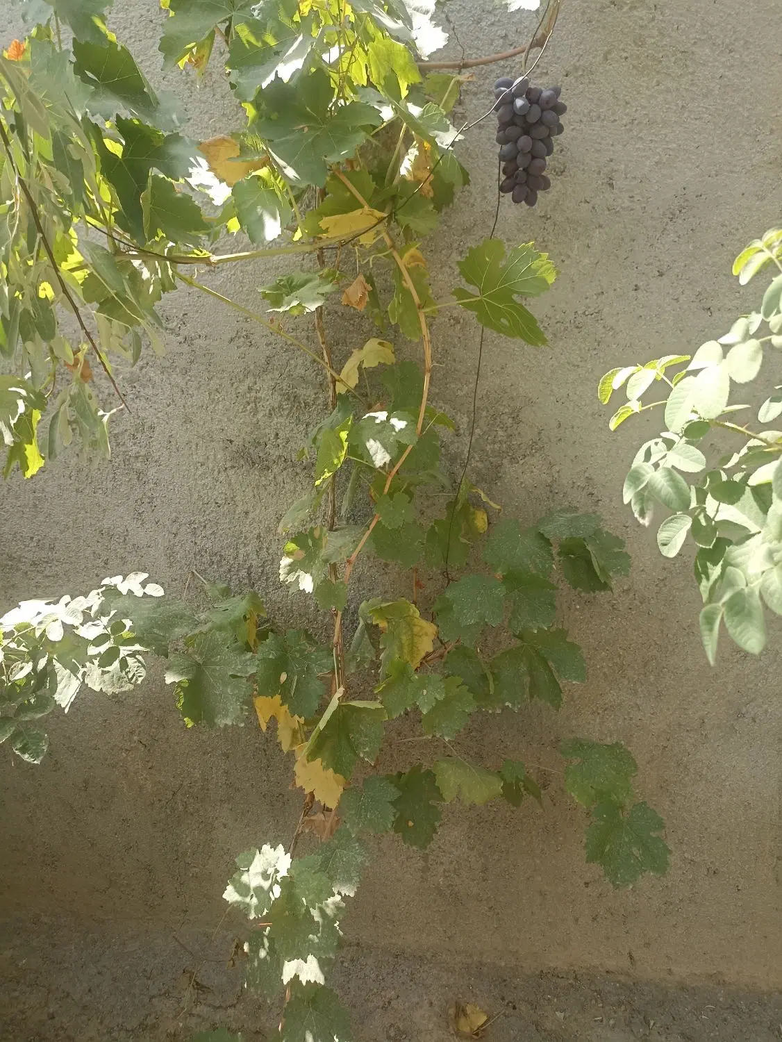 زیر زمین اجاره ای