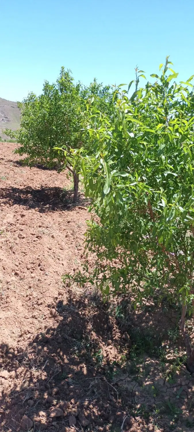 باغ2770متری استخر دار در بادمجین