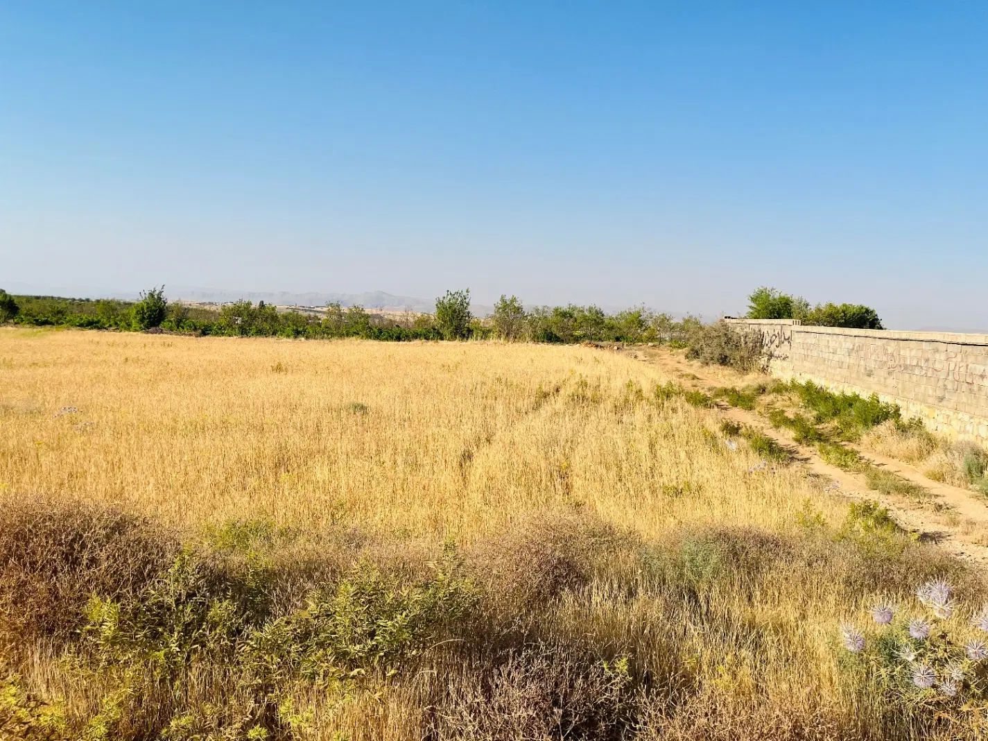 زمین زراعی
