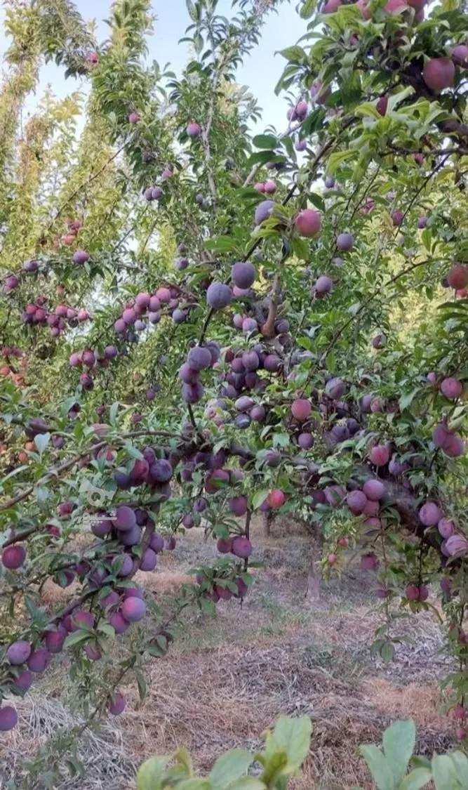 باغچه سند تک برگ  تهاتر با خودرو فاز ۱ اندیشه