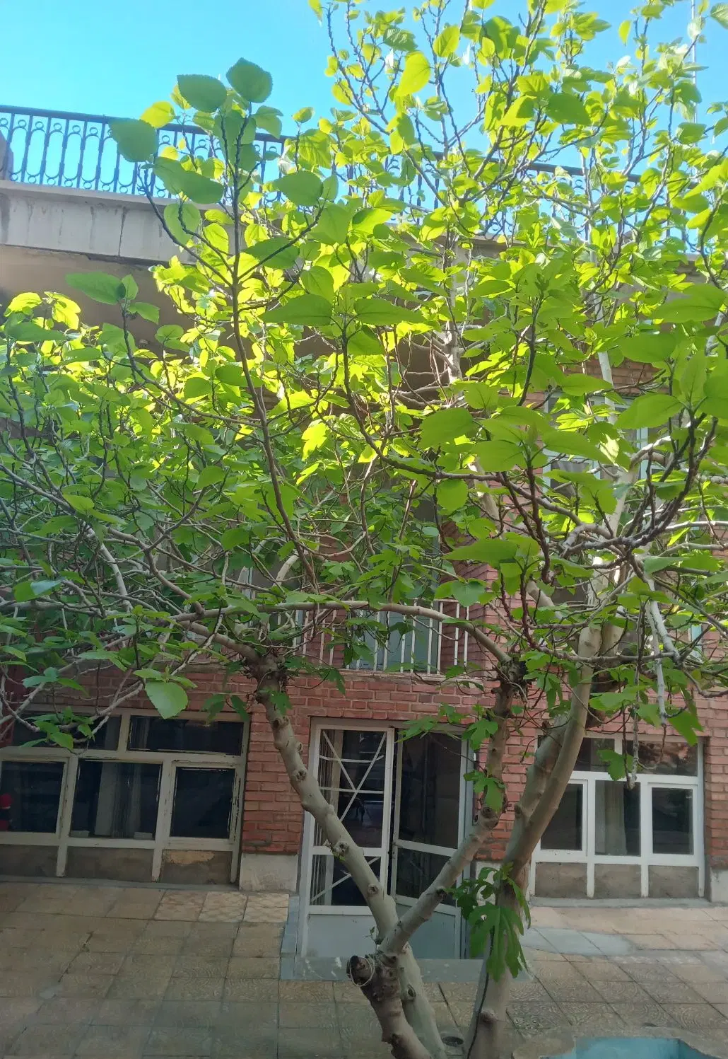 حیاط کلنگی ۲۲۲متری شهیدجدیری شمالی