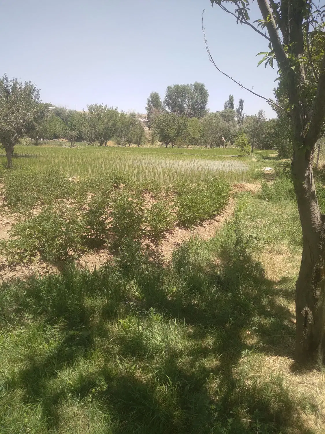 باغ با درختان میوه