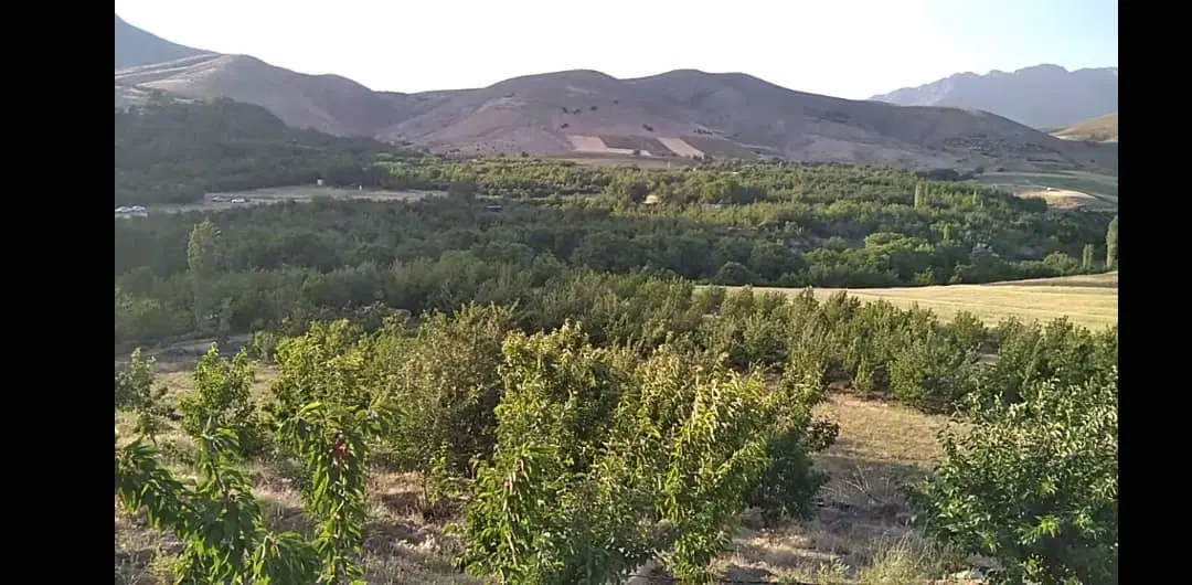 باغ گیلاس تک دانه 1500 متری در روستای سردهلق