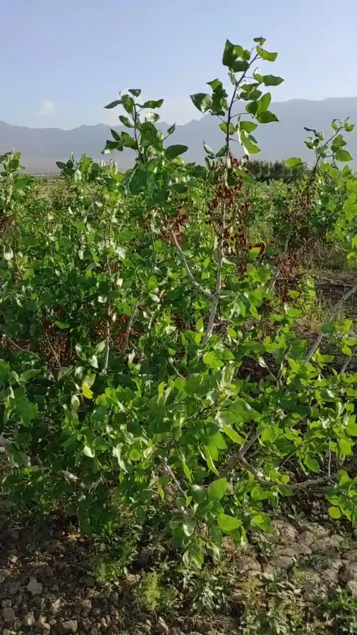 باغ پسته