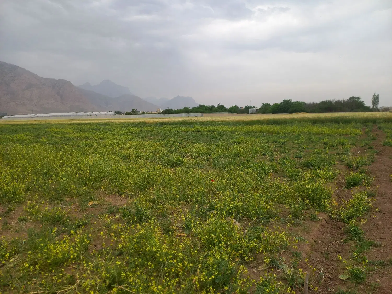 زمین ۱۰۰۰ متری مناسب باغ