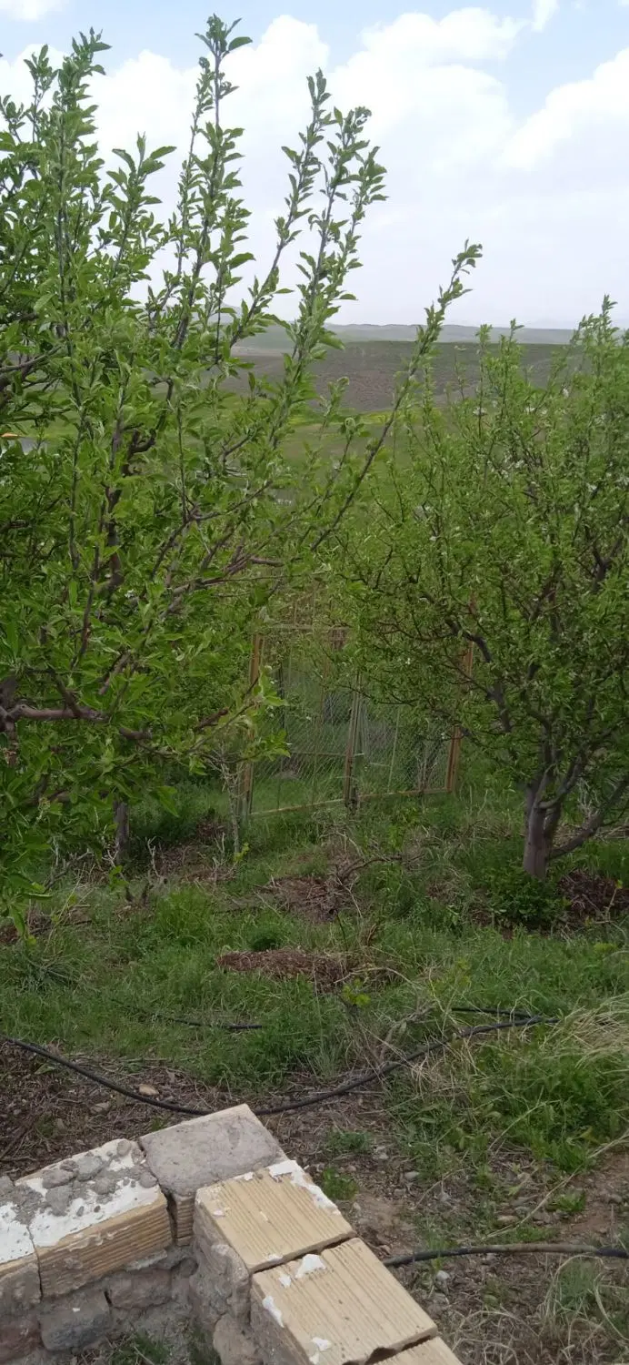 باغ ۵۰۰ متردر اهر ( آبیاری قطره ای)