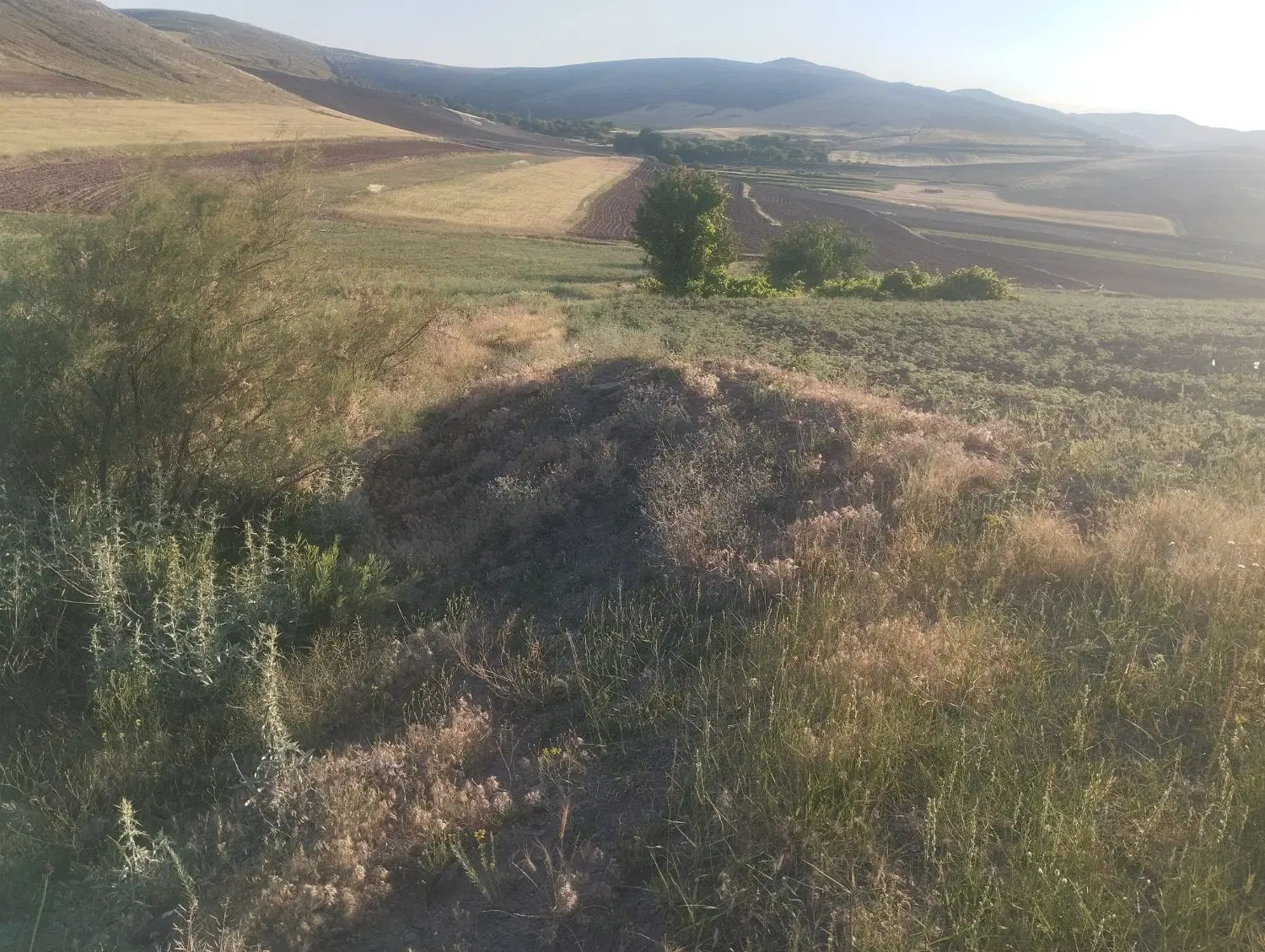 زمین کشاورزی آبی