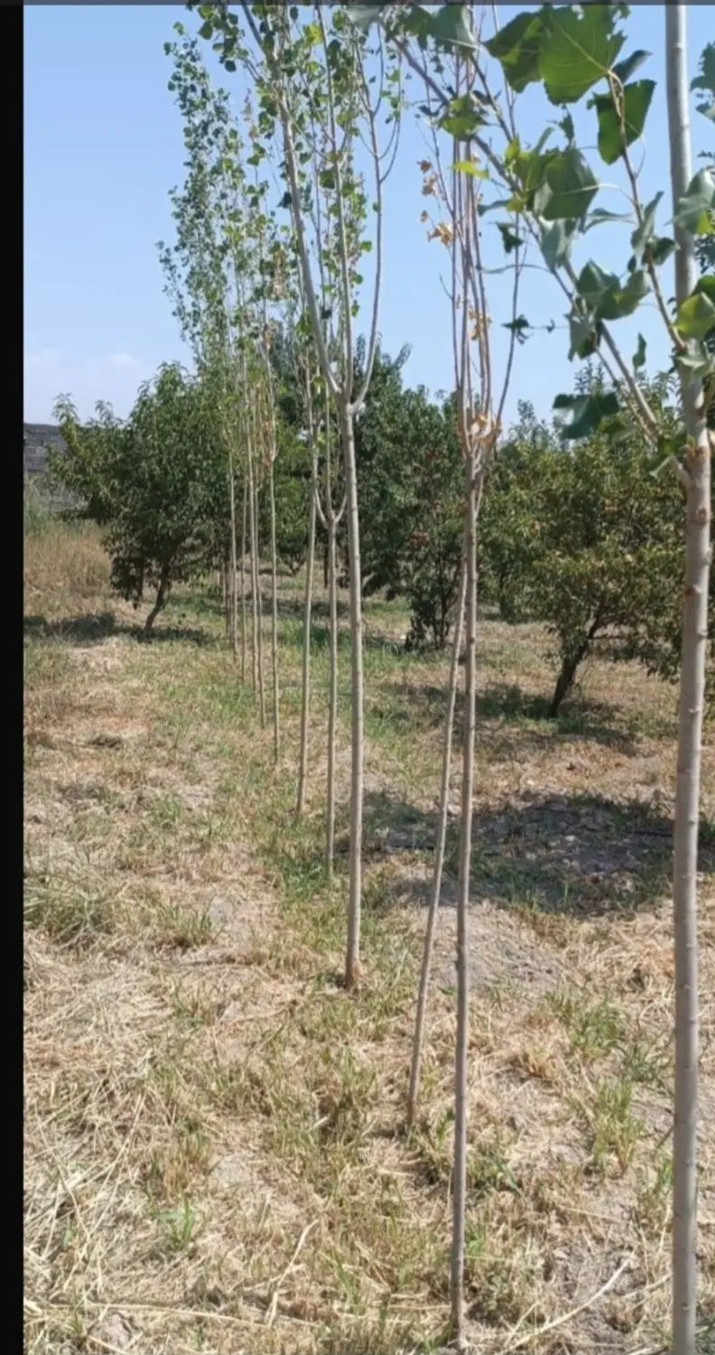 زمین باغی