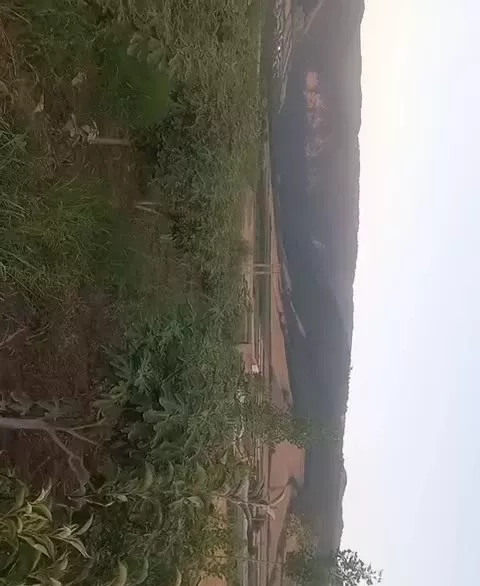 باغ انجیر گلابی