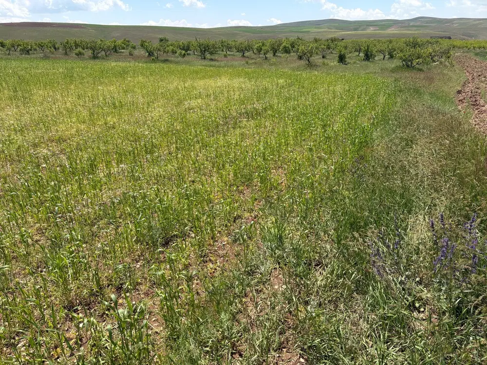زمین زراعی ۱ هکتار