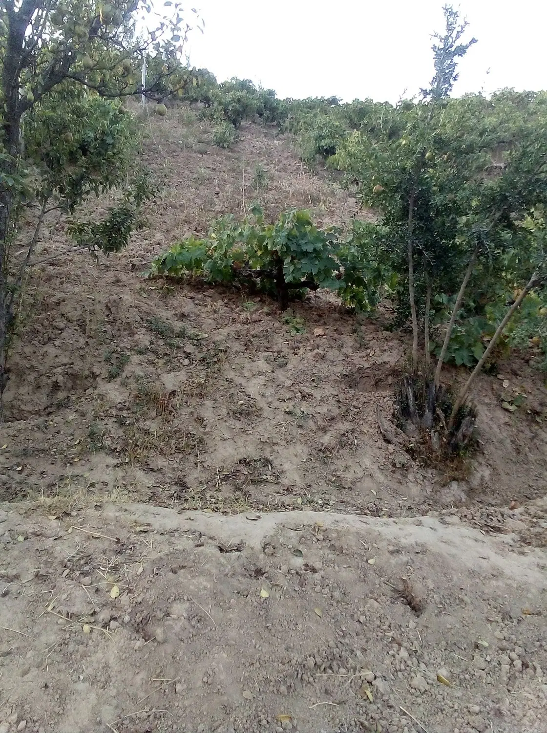 باغ انگور