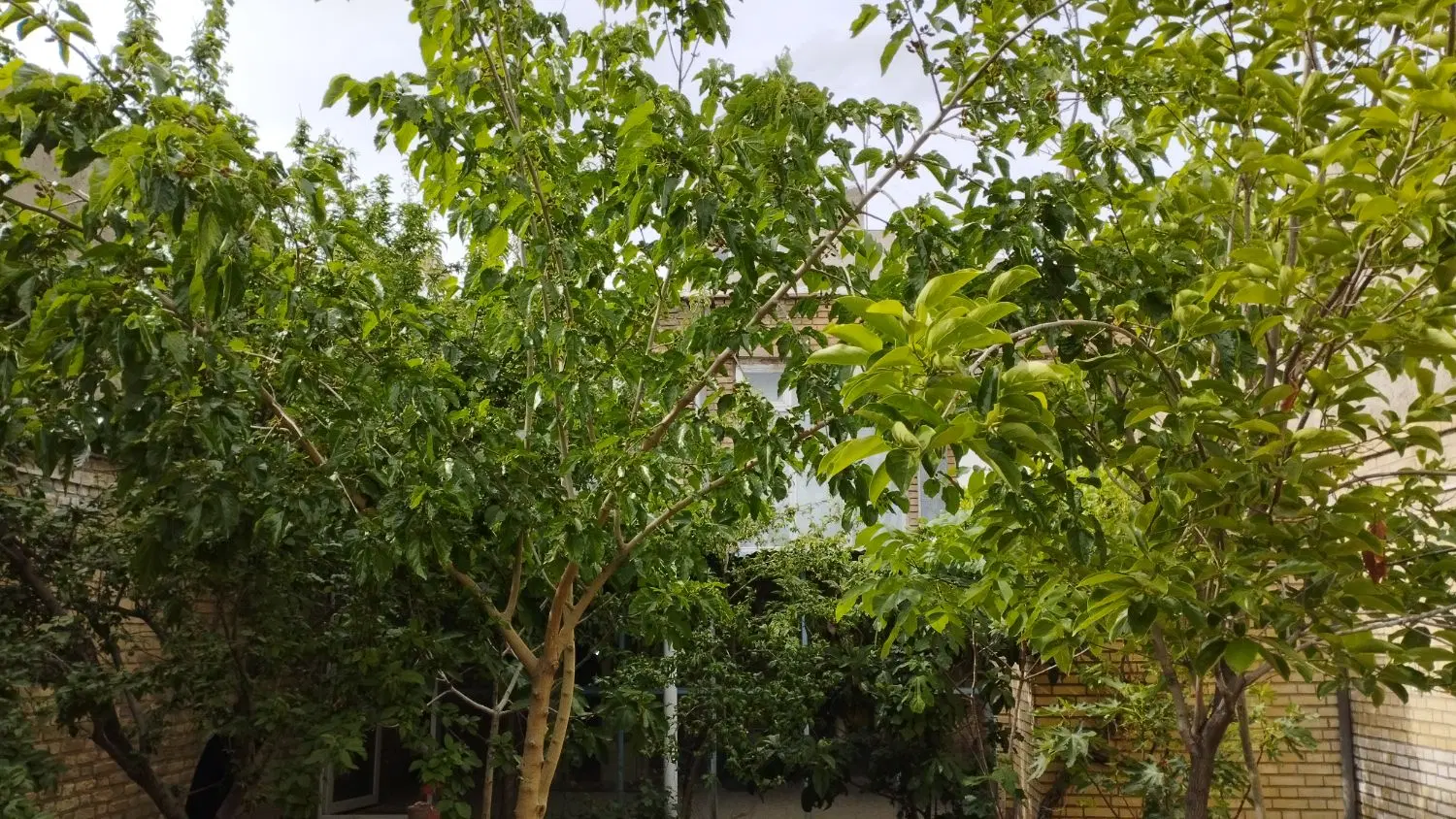 حیاط جنوبی در شمس تبریزی
