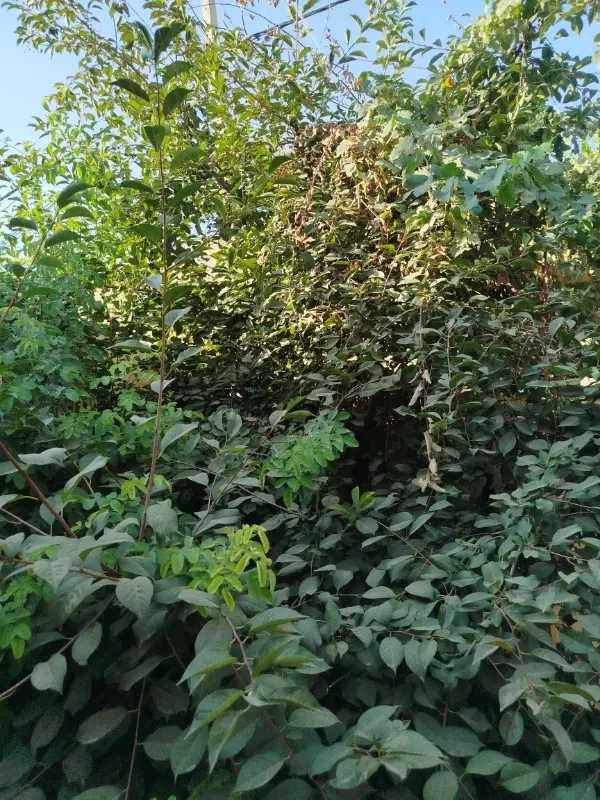 فروش باغ