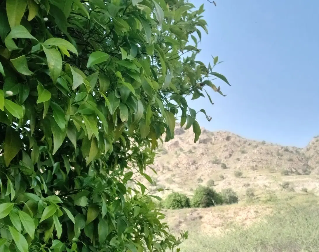زمین باغی پاکوه موردراز