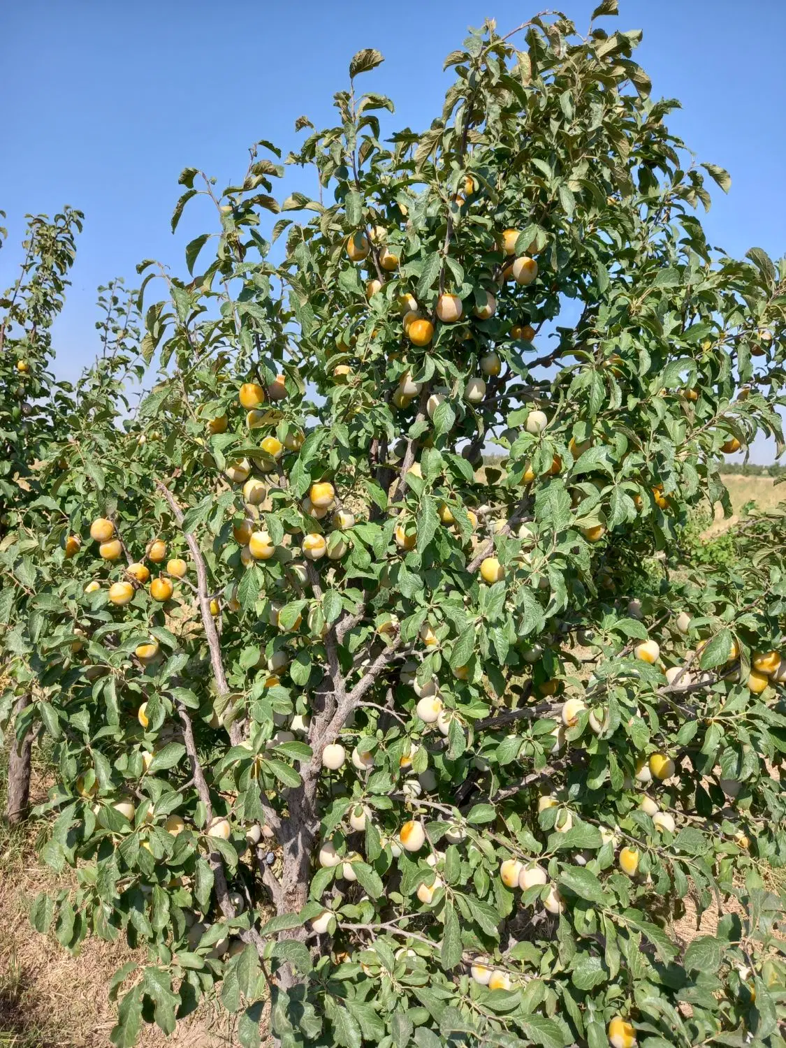 باغ الوبایک ساعت اب ملکی جوان وپربار