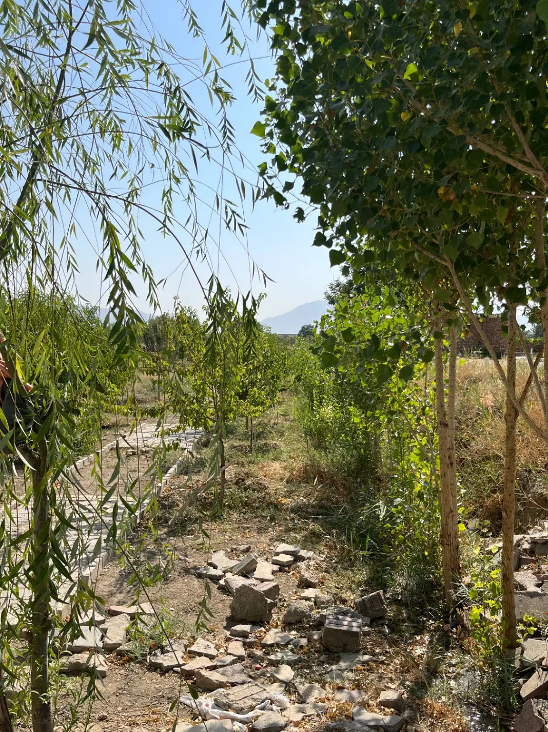 باغ درختی