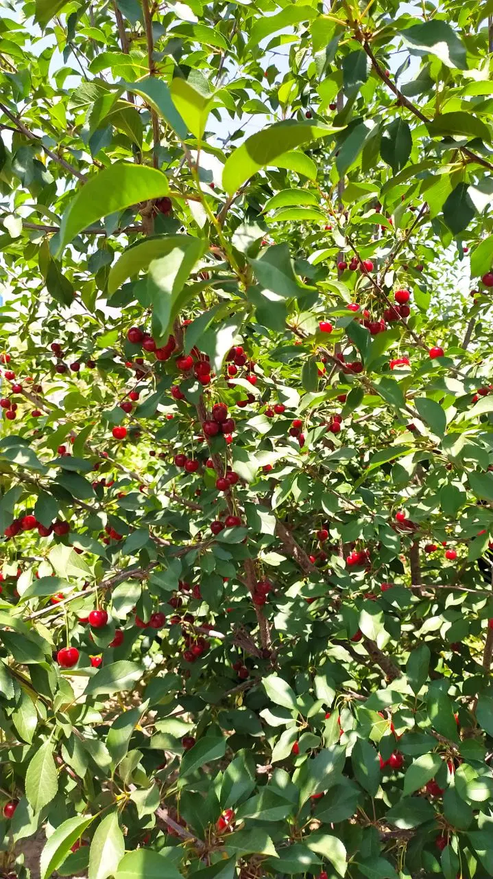 باغ فروشی