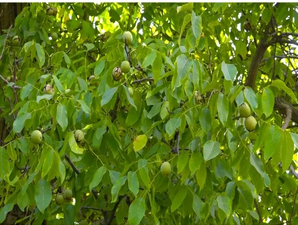 فروش باغ در شمس آباد