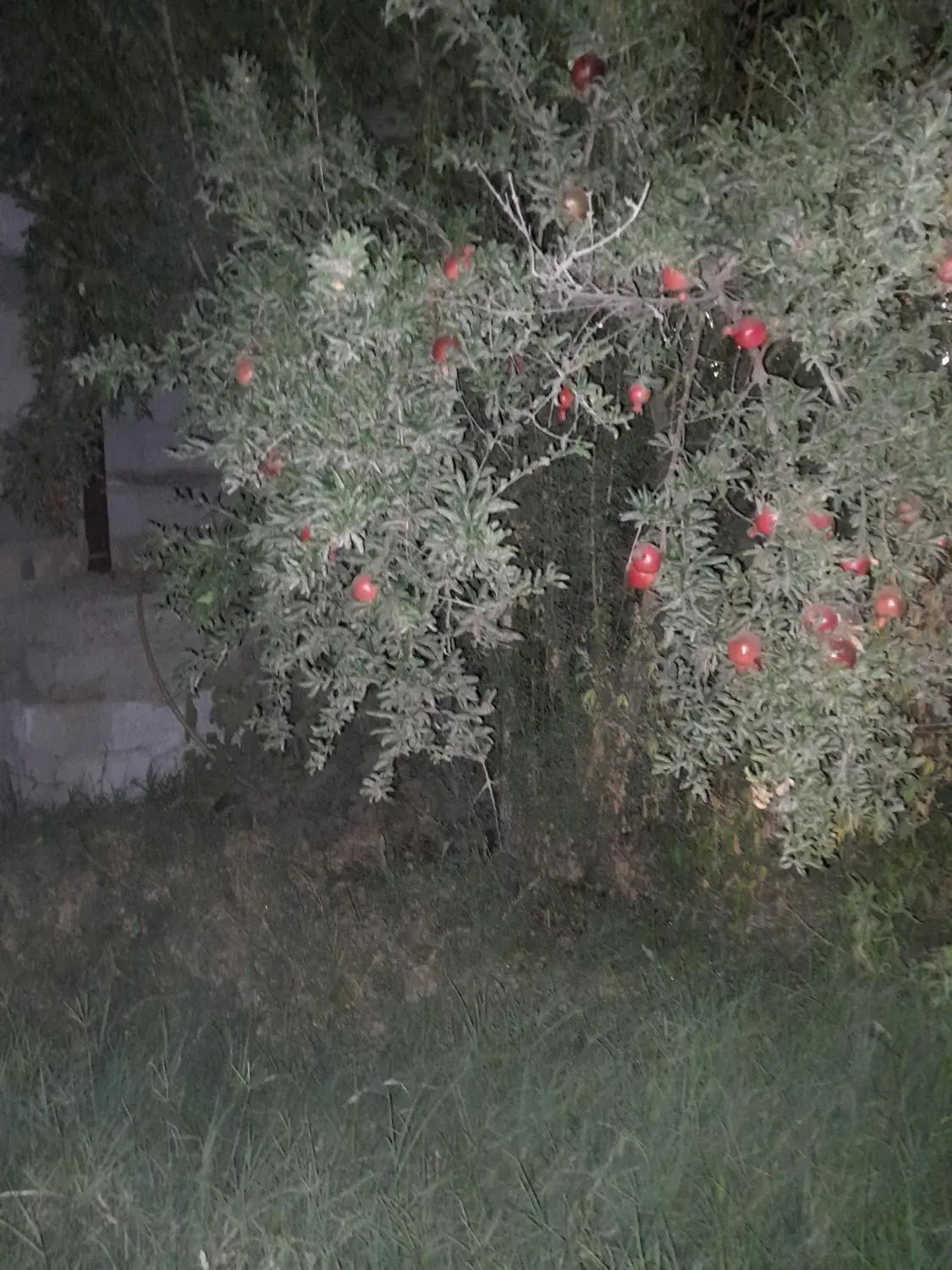 خانه باغ سند تک برگ محدوده تهران