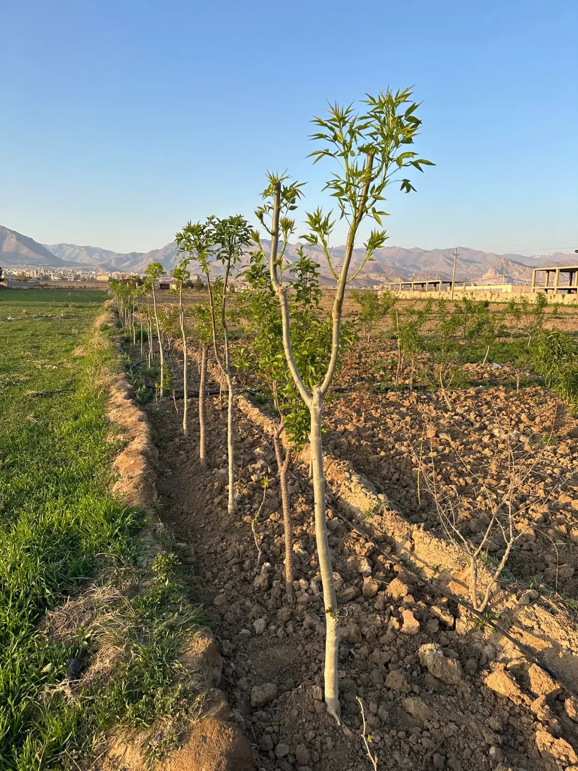 فروش زمین باغی 1235 متری