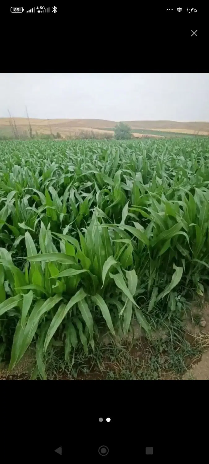 زمین کشاورزی