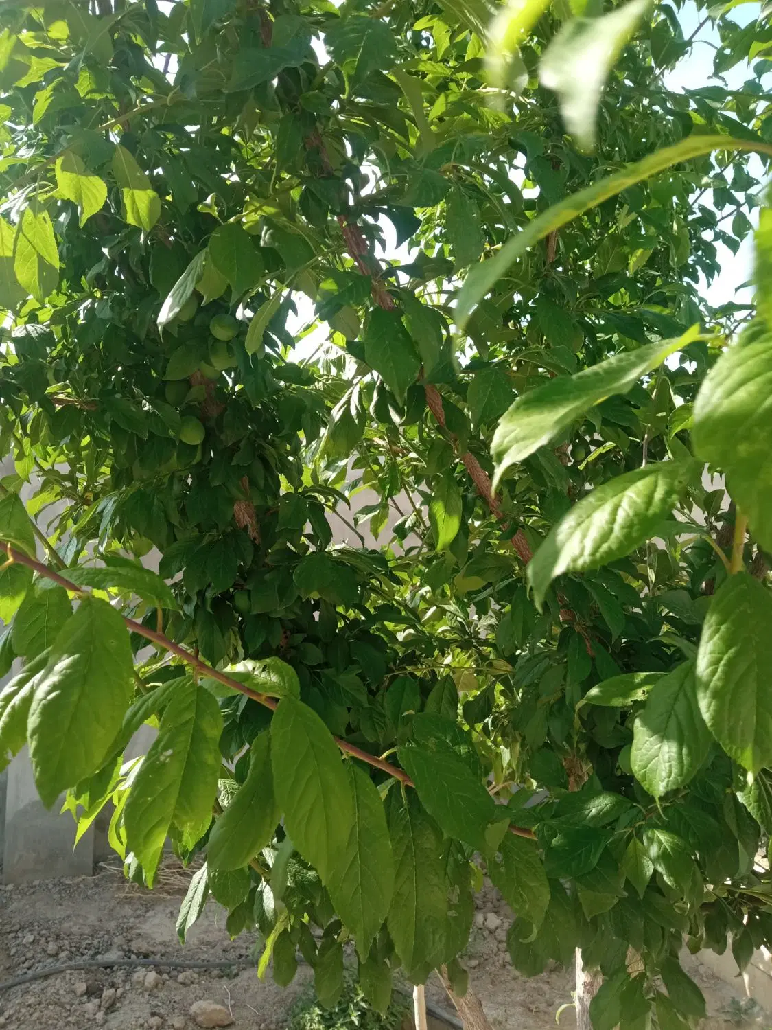 باغ ویلا گوهردشت سیدان