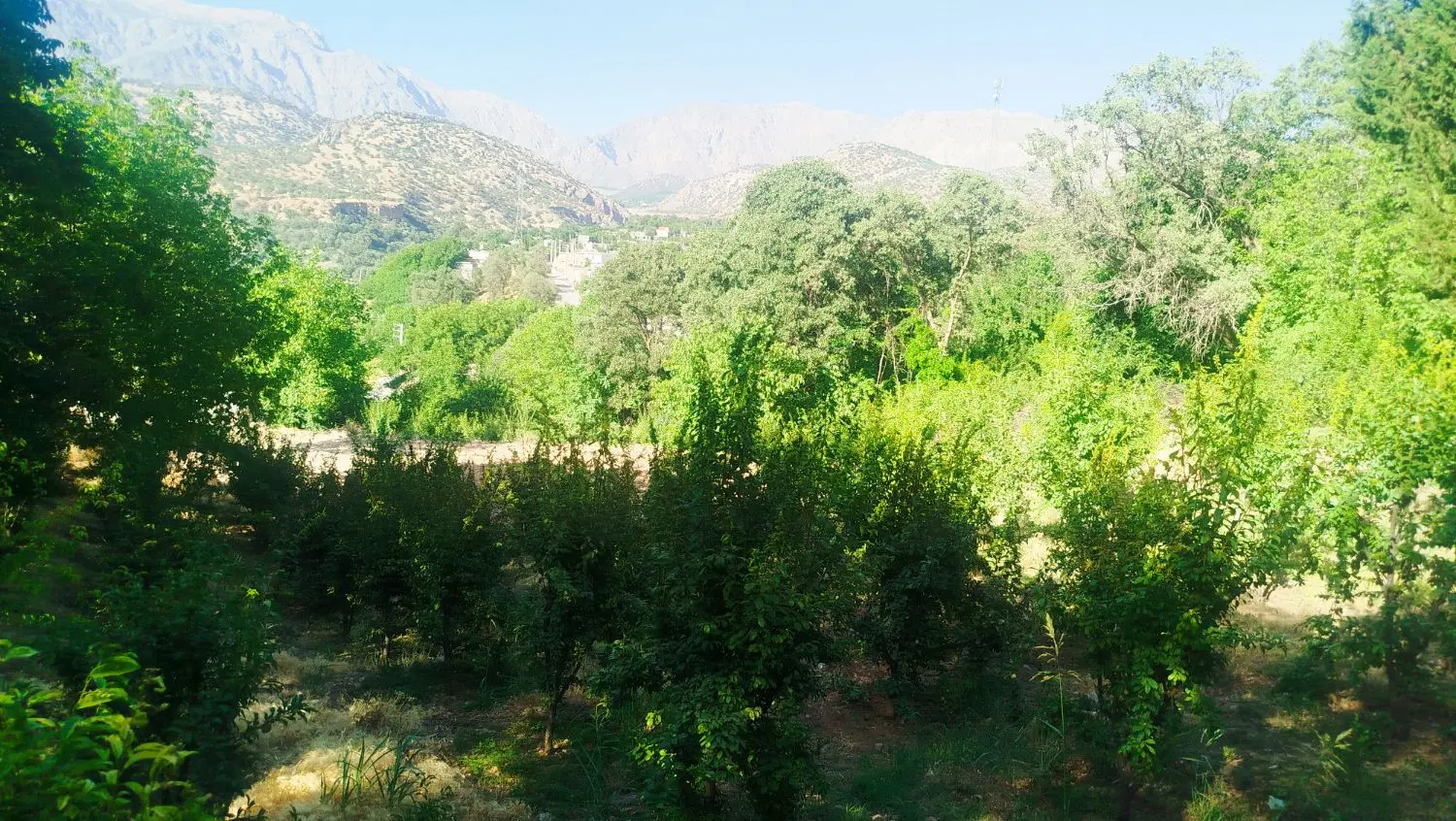 فروش باغ
