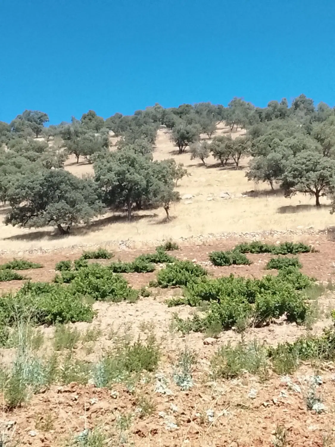 باغ انگور