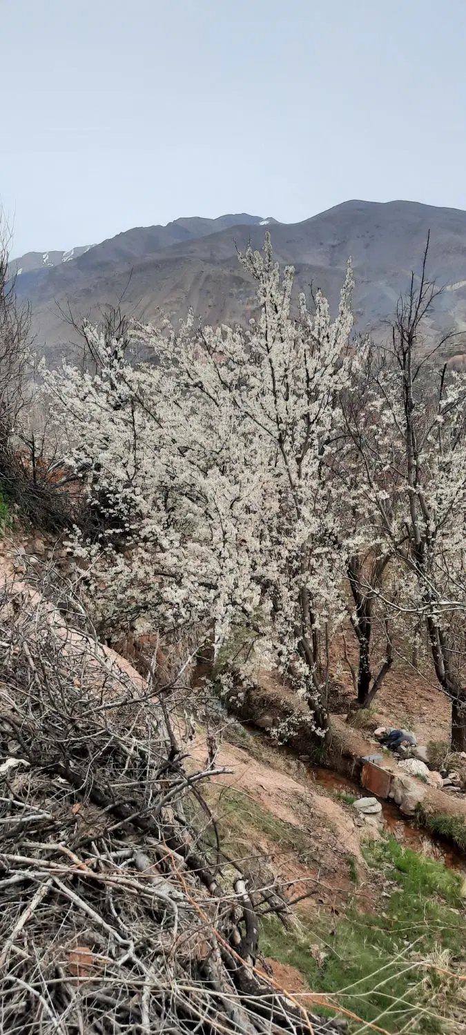 خانه کلنگی غرویان ۶