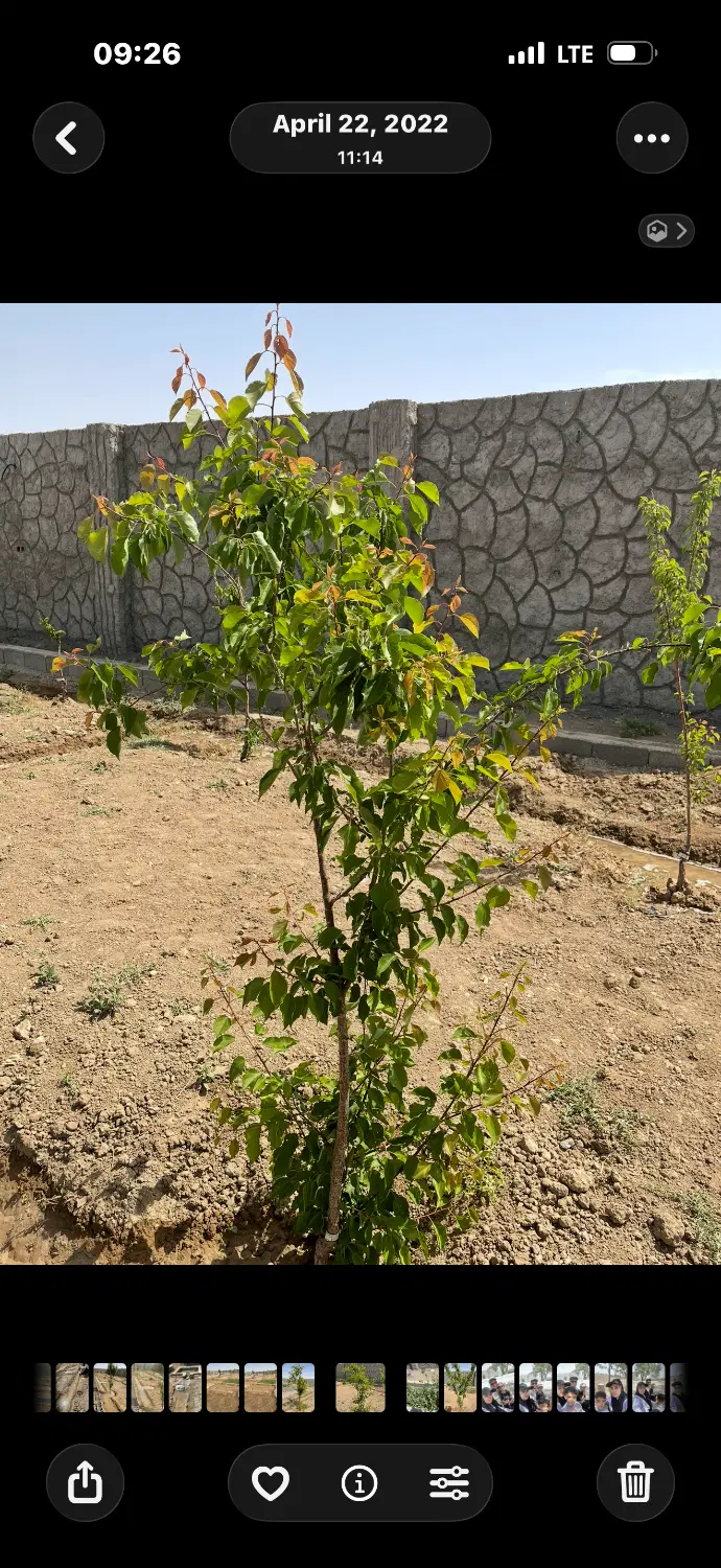فروش باغ