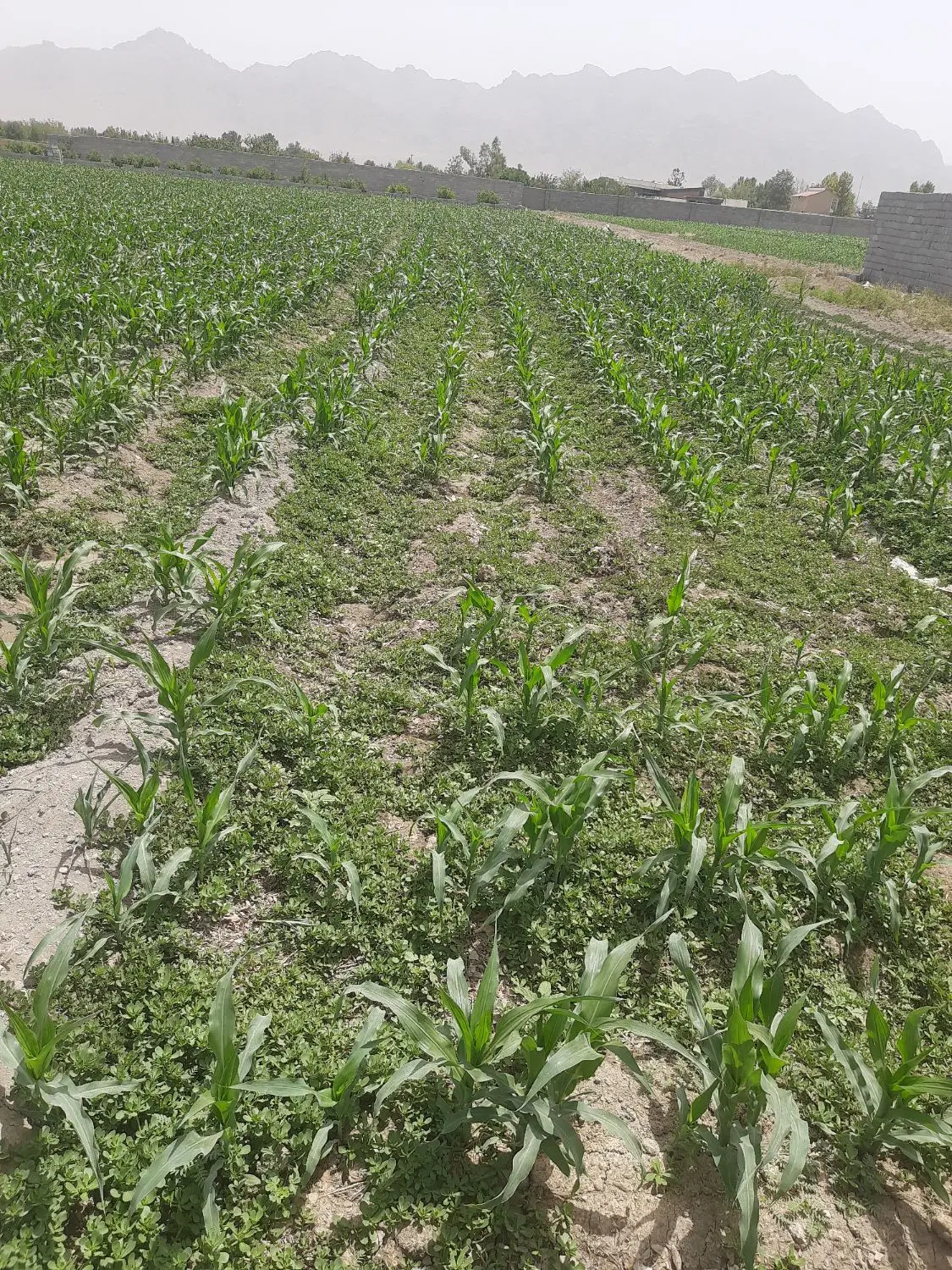زمین باغی ۵۰۰ متری