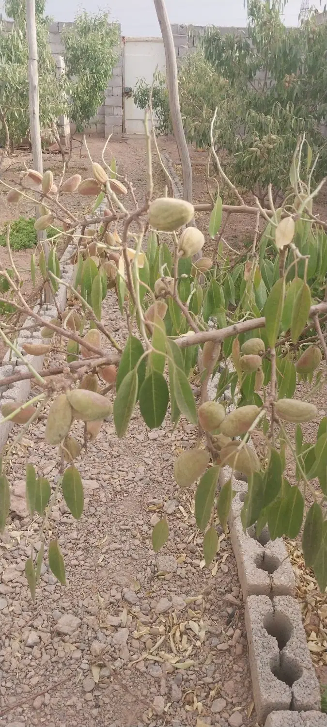 فروش باغچه ۲۱۰ متری