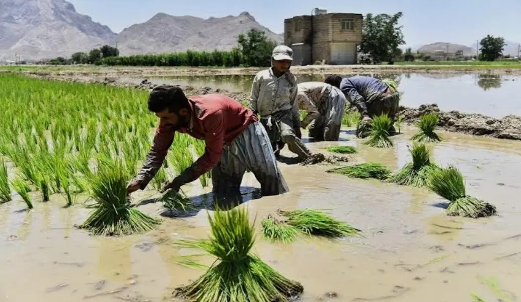 نیازمند شریک برنج کار